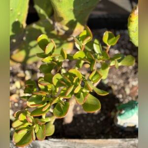 Crassula Ovata/Jade plant/ Succulent